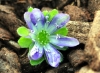 Hepatica japonica O...